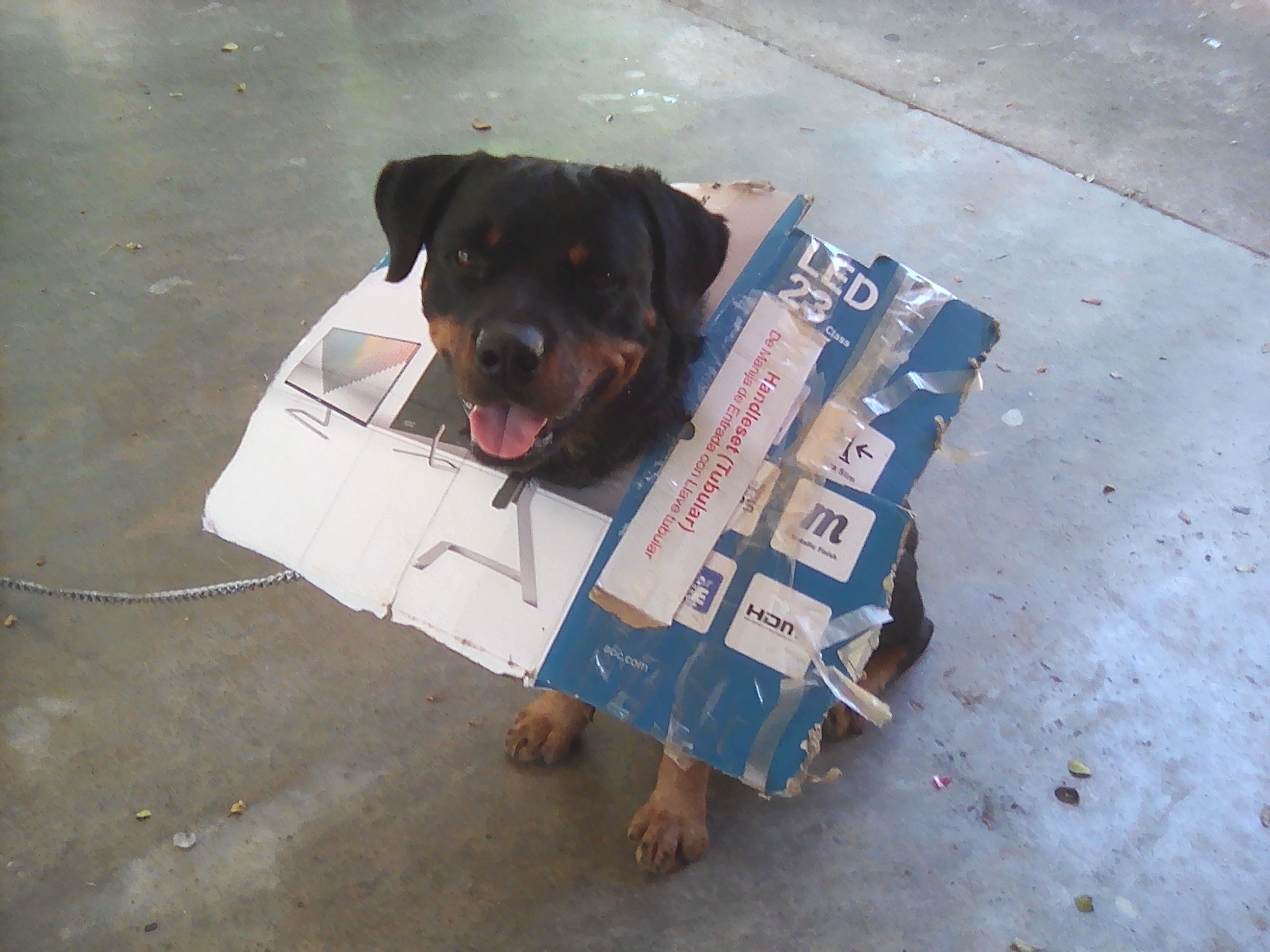 Arf with carton.