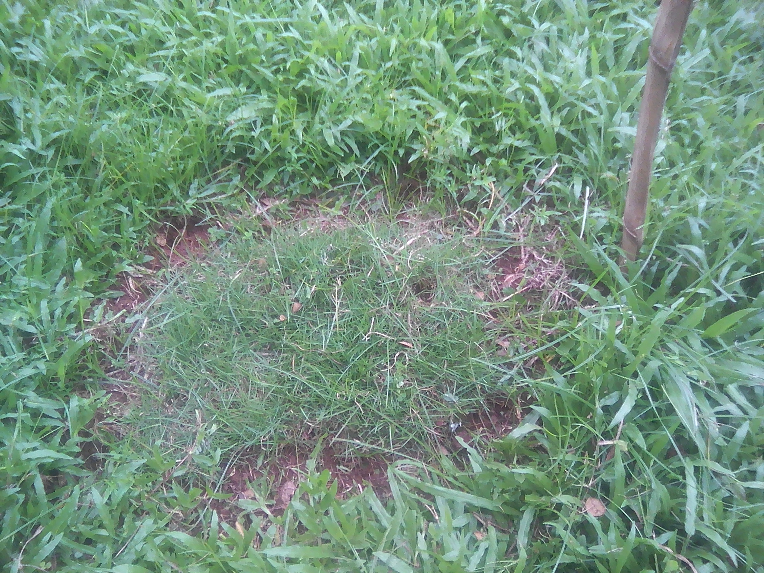 Bermuda patch