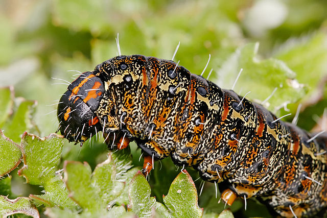 Caterpillar