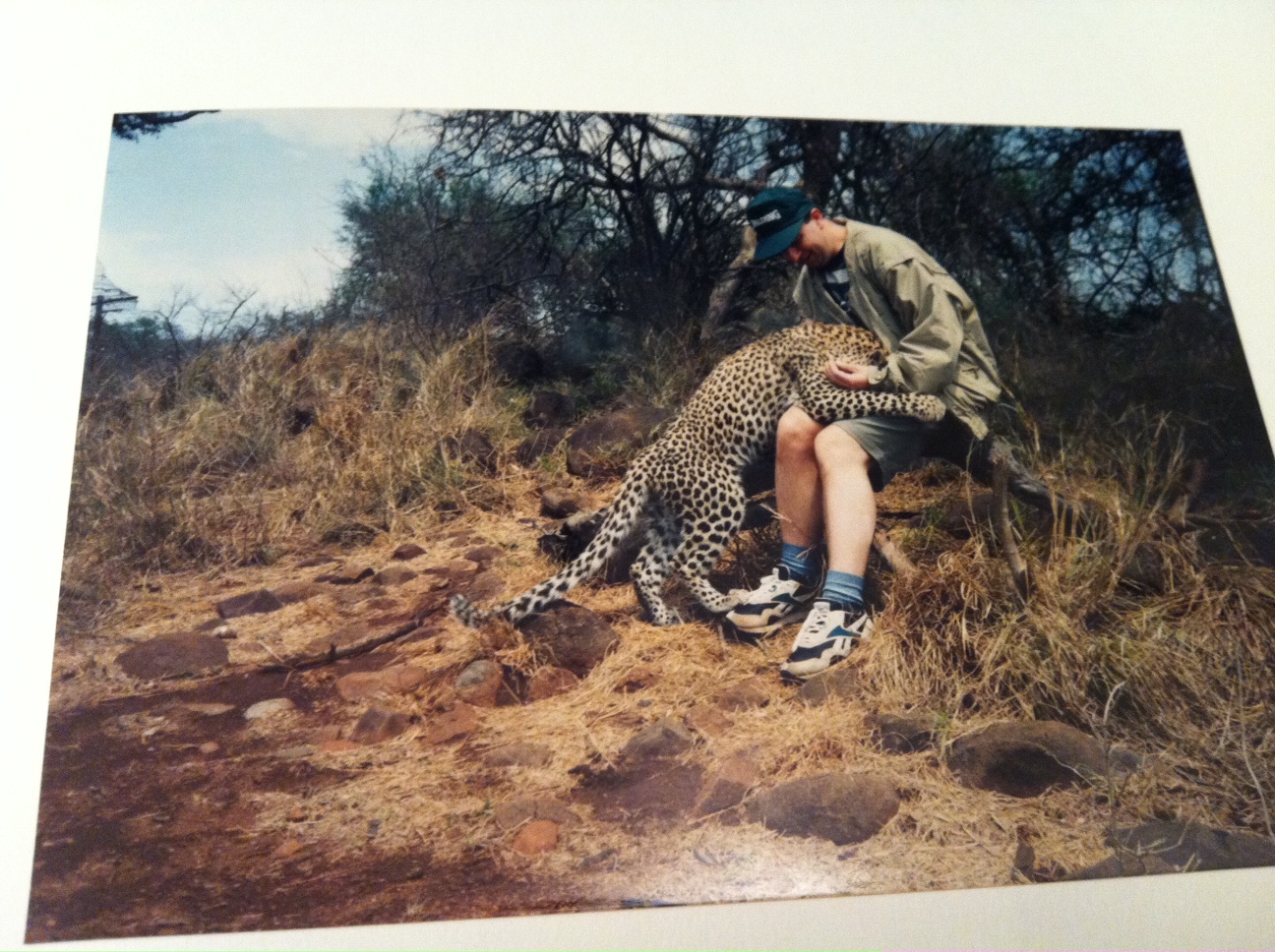 Cheetah on lap.